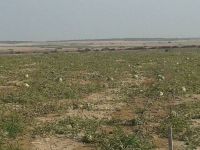 100 BİN  DÖNÜM ARAZİ NE OLDU?