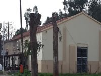 7 ağaç budandı, tepki doğdu