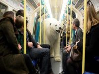 Metroya kutup ayısı girdi