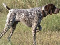 Güvercinlik’te yakalandı…