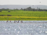 Köprülü Kuş Gözlem Merkezi hayata geçiyor