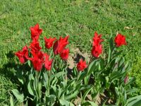 Girne’de laleler açmaya başladı