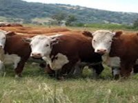 Deli Dana Hastalığı Kapımızda: “Önlem Almazsak Bedel Ağır”