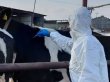Güney Kıbrıs’ta yaklaşık 3 bin hayvan daha itlaf ediliyor