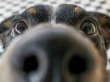 Köpeğine işkence etti, tutuklandı!