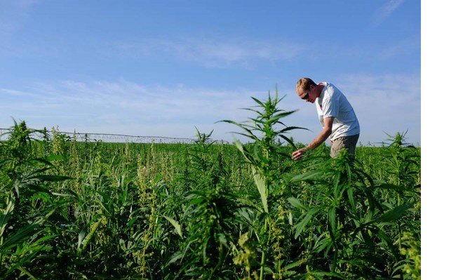 1-kenevirin-bilinmeyen-faydalari-600x399.jpg 1-kenevirin-bilinmeyen-faydalari-600x399.jpg