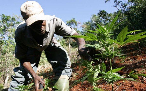 16-kenevirin-bilinmeyen-faydalari-600x375.jpg 16-kenevirin-bilinmeyen-faydalari-600x375.jpg