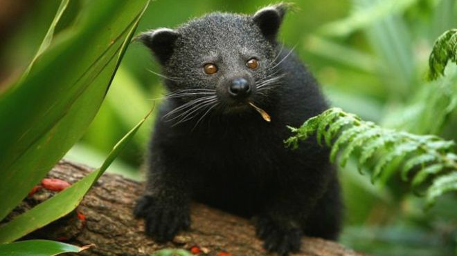 160303080942_binturong_cubs_640x360_getty_nocredit.jpg