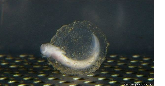 160602141514_olm_624x351_iztokmedjapostojnacave.jpg