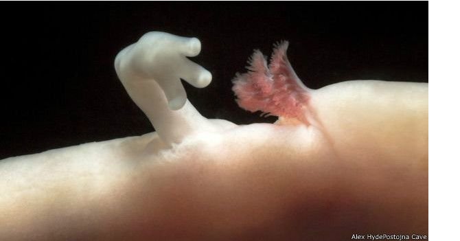 160602141742_olm_624x351_alexhydepostojnacave.jpg