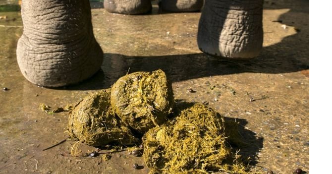 160613145013_elephant_dung.jpg