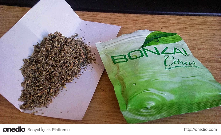 bonzai (8)