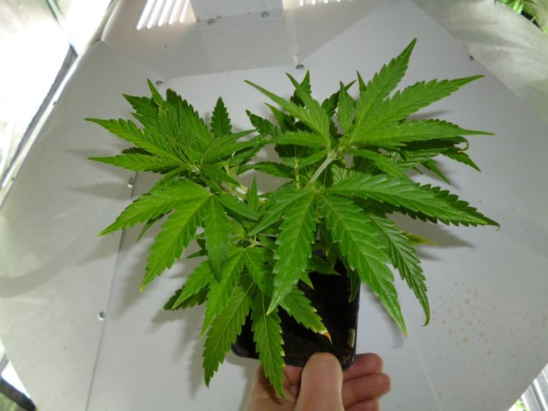 med_gallery_51167_3097_358