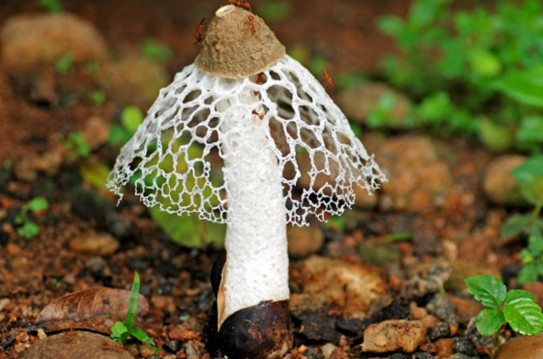 Bilim adamları uzun araştırmalar sonucunda kadınların durup dururken orgazm olmasını sağlayan bir mantar keşfetti. Bu mantarlar yalnızca lav akıntıları üzerinde yetişiyor.