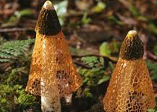 Kendilerini bilime adamış iki isim olan John Halliday ve Noah Soule, kadınların durup dururken orgazm olmasını sağlayan bir mantar keşfetti.