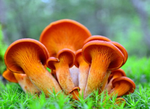 Aslında 2001 yılında keşfetmişlerdi desek daha doğru olur.