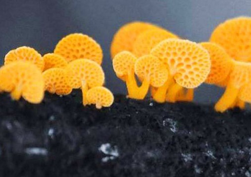 Yalnızca adadaki lav akıntıları üzerinde yetişen mantar, kadınlar kokladığında yoğun bir afrodizyak etkisi yaratsa da erkekler bunu fazlasıyla rahatsız edici buldu.