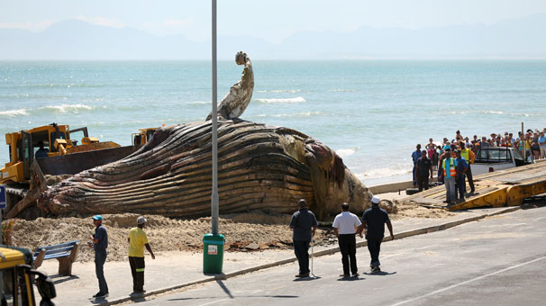 kumsala-vuran-dev-balina-cesedi-korkuttu-8000887_8725_m