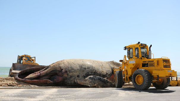 kumsala-vuran-dev-balina-cesedi-korkuttu-8000887_9342_m