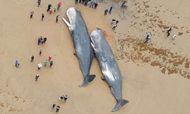 0NNVb_1453714301_6209