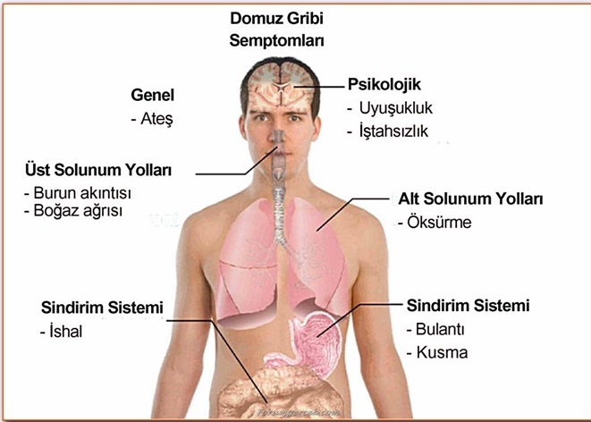 domuz-gribi-belirtileri-nelerdir-1