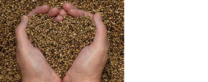 7-kenevirin-bilinmeyen-faydalari.jpg 7-kenevirin-bilinmeyen-faydalari.jpg