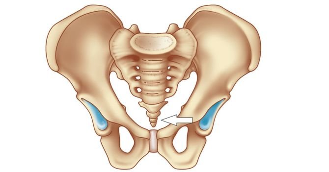 _105263906_newtailbone.jpg