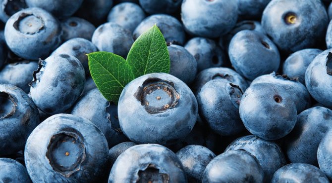 bilberry.jpg bilberry.jpg