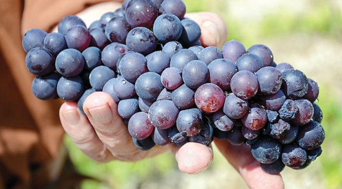 uzum-1.jpg uzum-1.jpg