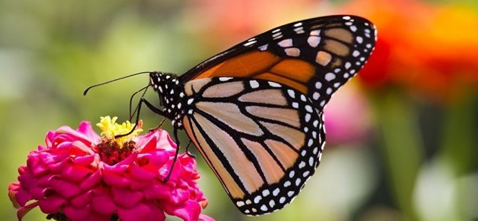 Kıbrıs'ı Kelebekler bastı, güzel görüntüler oluştu (Video)