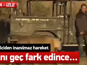 Gelen aslanı geç fark edince...