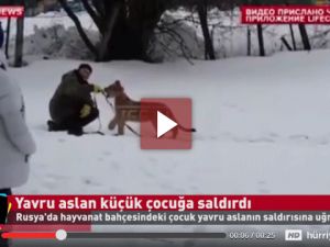 Hayvanat bahçesinde yavru aslan dehşeti